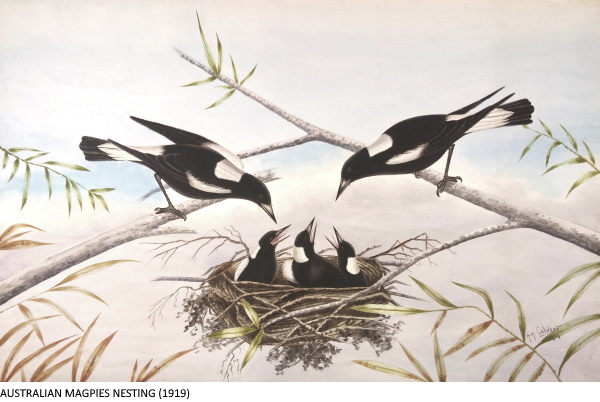 AUSTRALIAN MAGPIES NESTING (1919)